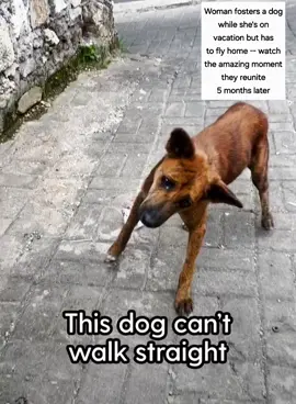Woman fosters a dog while she's on vacation but has to fly home -- watch the amazing moment they reunite 5 months later #foryou #animal #dog #abandoned #rescue #neiperteee #cane 