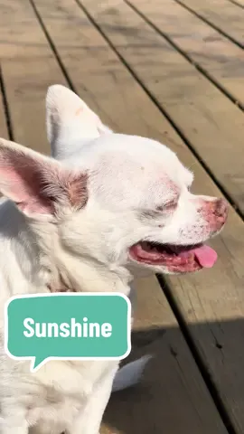 Just a pup enjoying her time outside ❤️ #tofuthechi #chihuahua #puppy #backyard #dogsoftiktok #pup #napping #sitting #neighborhood #snuggle #dogtok 