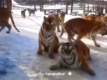 MR KRABS??? ★ #tiger #silly #silliness #bigcats #cats #sillycats #snow #ice #edit #sillytigers #tigeredit #cute #capcut 