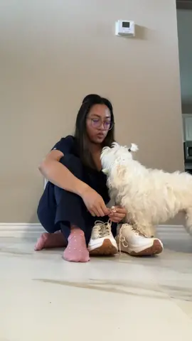 Tried to show my new hokas but Astro wanted all the attention #hoka #hokatransport #nurse #registerednurse #maltipoo 