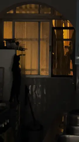 Solange sendo solange  #cutecats #petsfunnyvideos #cutecatclips #funnypets #petcatvideos #catvideos #petcats #tiktokcatsvideos