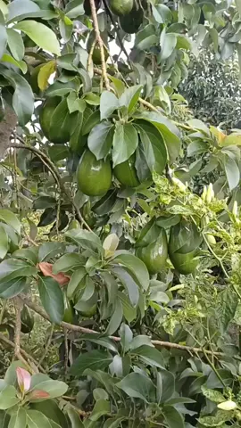 saatnya panen alpukat bestiii #panenbuah  #berkebunhappy  #panendikebunsendiri  #alpukat 