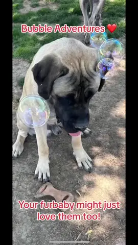 Bubble adventures can make great photo shoots ❤️#fyp #chixwars2024 #PetsOfTikTok #pet #cutedog #doggo #doggys #englishmastiff #mastiffsoftiktok #famousdogsoftiktok #bubbles 