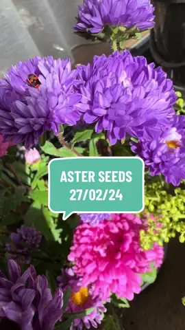 #asterflower #seedlings #flowerseeds #flowergarden #cottagegarden 