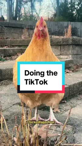 Butter the HENfluencer 😜 #chickens #rooster #funnyanimals #tiktok #chickensoftiktok #chickenhappyhour 