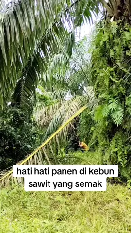 akibat kebun sawit tak pernah di bersihkan #dikejartawon #panensawit 