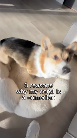 Brady the comedian 😅 #corgi #dogs #funnydog #pets #corgis 