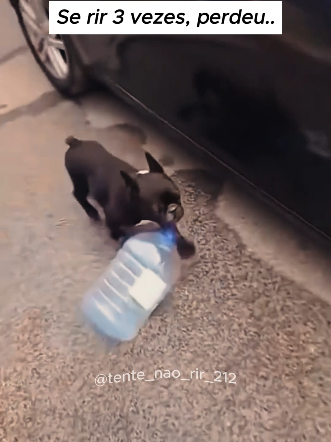 Compilado videos de animais engraçados #videosdeanimais #engraçado #gato #cachorro