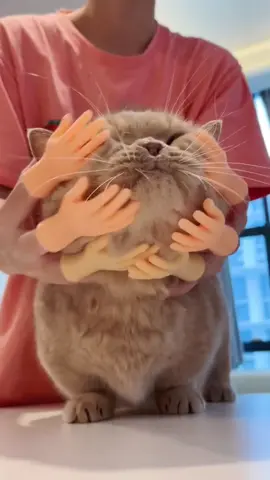 Cat:many hands are touching me.#cute #fyp #pet #funny #cat #kitten #petcat #cutecat 