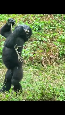 Không ai chơi với mình thì mình chơi với rơm 😂#dethuong #dethuong #khoanhkhacdangyeu #dangyeu #khỉ #petcute #thucung 