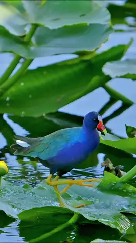 It has a violet-colored coat and looks cute when foraging for food.Purple Gallinule (Porphyrio martinica).Wildlife birds.#bird #gallinule 