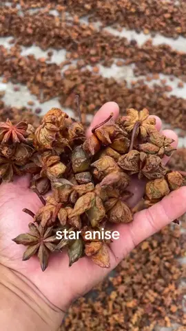Origin of star anise #spice #staranise #cinnamonroll 