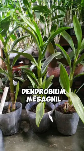 Dendrobium mesagnil. Kondisi dewasa 🌿✨ 𝓣𝓮𝓶𝓪𝓷 𝓑𝓮𝓻𝓽𝓪𝓷𝓪𝓶 𝓘𝓓 🛒 Pemesanan anggrek via no WhatsApp di bio.  📍 Tulungagung #mesagnil #anggrekmesagnil #dendromesagnil  #anggrekdendro #dendrobiummesagnil #jualanggrek #anggreklovers #anggrekjadul