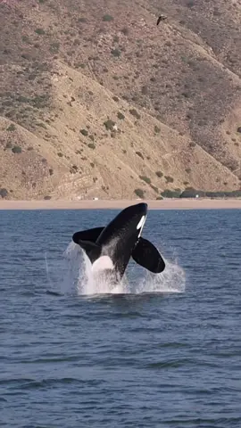 Orcas in San Diego #whalewatch #orcawhales #orcacompilation #impossiblecatchoncamera