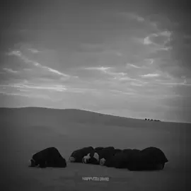 #on #fup #нашид #ислам_религия_мира_добра 