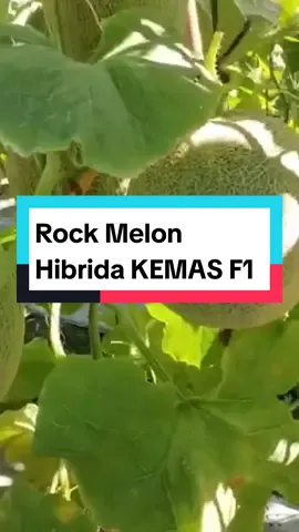 Benih Rock Melon Hibrida KEMAS F1 Cap Bintang Asia Bentuk buah : bulat. Warna daging : oranye. Berat buah : 0,9-1,1 kg/buah. Umur panen : ± 62 hst. Potensi hasil : ± 18 ton/ha. Adaptasi utama di dataran rendah. Tahan virus. Ukuran buah personal size. Rasa sangat manis. Net tebal. Dapat dibuahkan sampai 5 buah per tanaman. #bintangasia #benihunggul #benihbintangasia #benihcitraasia #benihmelon #benihmelonorange #jualbenihmelon #melonrock #benihmelonunggulan 