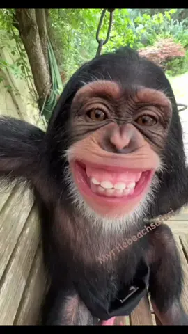 Nụ cười tỏ nắng là đây 😂😂 Răng trắng tinh luôn #petcute #dethuong #dangyeu #thucung #khoanhkhacdangyeu #khỉ 