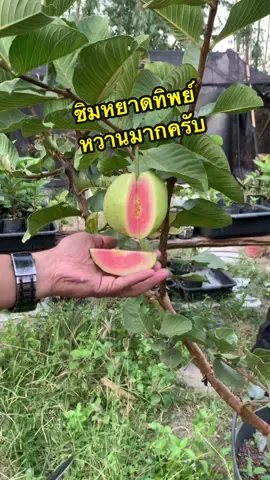 #หยาดทิพย์ #อร่อยมาก #ฝรั่งสายพันธุ์ใหม่ 