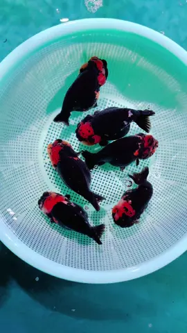 Ranchu Red & black - Ranchu China #myminhfishstore #cacanhmyminh #goldfish #cavang #ranchu #ranchugoldfish #ranchuvietnam #ranchuchina #cavangranchu #cavangvietnam #viral #xuhuong #thinhhanh #trending #ranchutiger 
