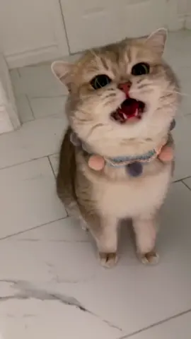 Daily dose of meow from grumpy Cash🥰 #catsoftiktok #PetsOfTikTok #cutecat #meow #catloversclub #猫＃猫咪 #britishshorthair #cutekitty #catlife #cats #