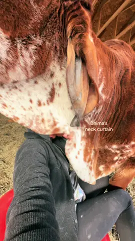 Bhima’s Neck Curtain. #bhima #neckcurtain #flap #dewlap #cattle #ox #cow #chat #besties #hangingout #animals #farm #farmlife #animalmom #daisybelle #sasha #michigan #nonprofit #animallover #winter #barn #moo #bestjobever 