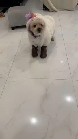#dog#animal#of#tiktok#cutebaby#fypシ 