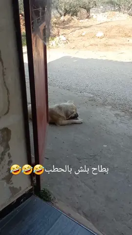بطاح قصه كبيره🤣🤣🤣#عكار #ماريا #اولادي_كل_حياتي #foryoupage #لبنان_مصر_الخليج_سوريا 