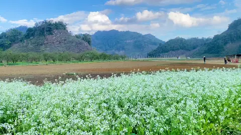 Cô gái đông bắc mê nhạc tây bắc và  yêu núi rừng 💖 #nhachaymoingay #nhạcchill #cảnhđẹpviệtnam #núirừngtâybắc #mộcchâu 