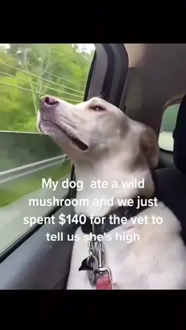 Funny and cute dogs compilation 🤣🥰... #funnypet #funnydog #cutedog #dogsoftiktok #doglover #dog 