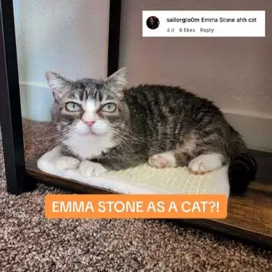 Meet Winky - a short-haired dwarf tabby with feline dwarfism and huge eyes that has gone viral due to her uncanny resemblance to the fabulous Hollywood actress! 😺  #cuteanimals #funnyanimals #cats #catlove #emmastone #hollywood #actress #resemblance #lookalike #twins #fyp #cutie #petlove