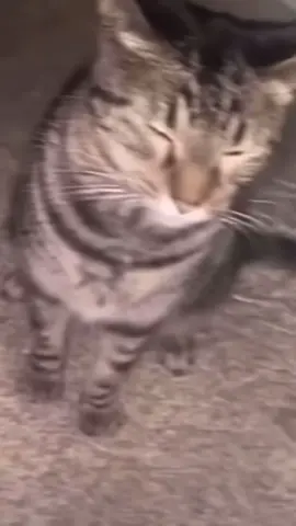 wa wa wa wa . . . . . #cats #cat #catmeme #catmemes #catsoftiktok #sillycat #sillygoose #silly #funny #hilarious #kitty  #kitties #kitten #angry #cute #Love
