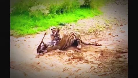 #animals #animalsworlds #thegioidongvat #xuhuong #amazinganimals #wildlife #animalnews #wildanimal #xuhuongtiktok 