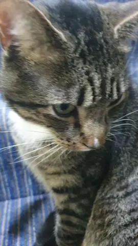 #catlover #cats #catsoftiktok #cutecat 