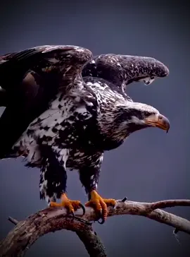 #xplore #fyp #viral #جوارح🦅🦅🦅🦅🦅🖤 #ترند #الطيرالحر #نسر 