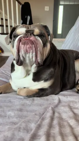 Its been a while fwends, how are you? #fyp #viral #englishbulldog #dogsoftiktok #fypシ゚viral #dog 