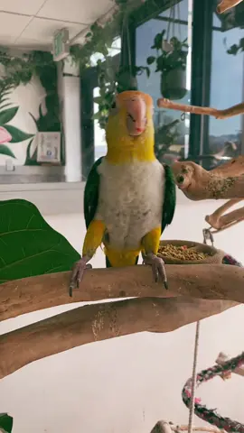 Papaya the Caique parrot delights in dipping his favorite food pellets in water before savoring them, followed by a happy dance! 💕 #caique #caiqueparrot #finsandfeathers719 