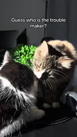 Mou was just trying to enjoy some sunshine and motu is being motu😂 #foryoupage #catsoftiktok #mouandmotu #domesticlonghair #mainecoon #PetsOfTikTok 
