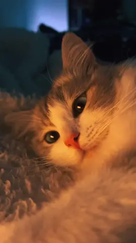 such a cute little kitty #cats #catsoftiktok #aesthetic #4k #wallpaper #cute #animals 