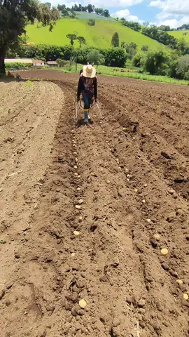 plantio de batata  #agronaopara #fy 