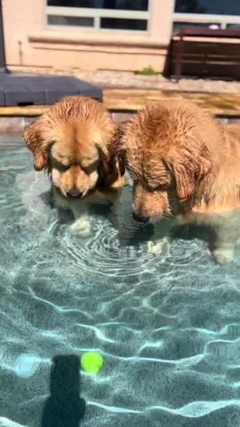Blue’s had just about enought of these sinkin tennis balls. #goldenretriever #dog #blue 
