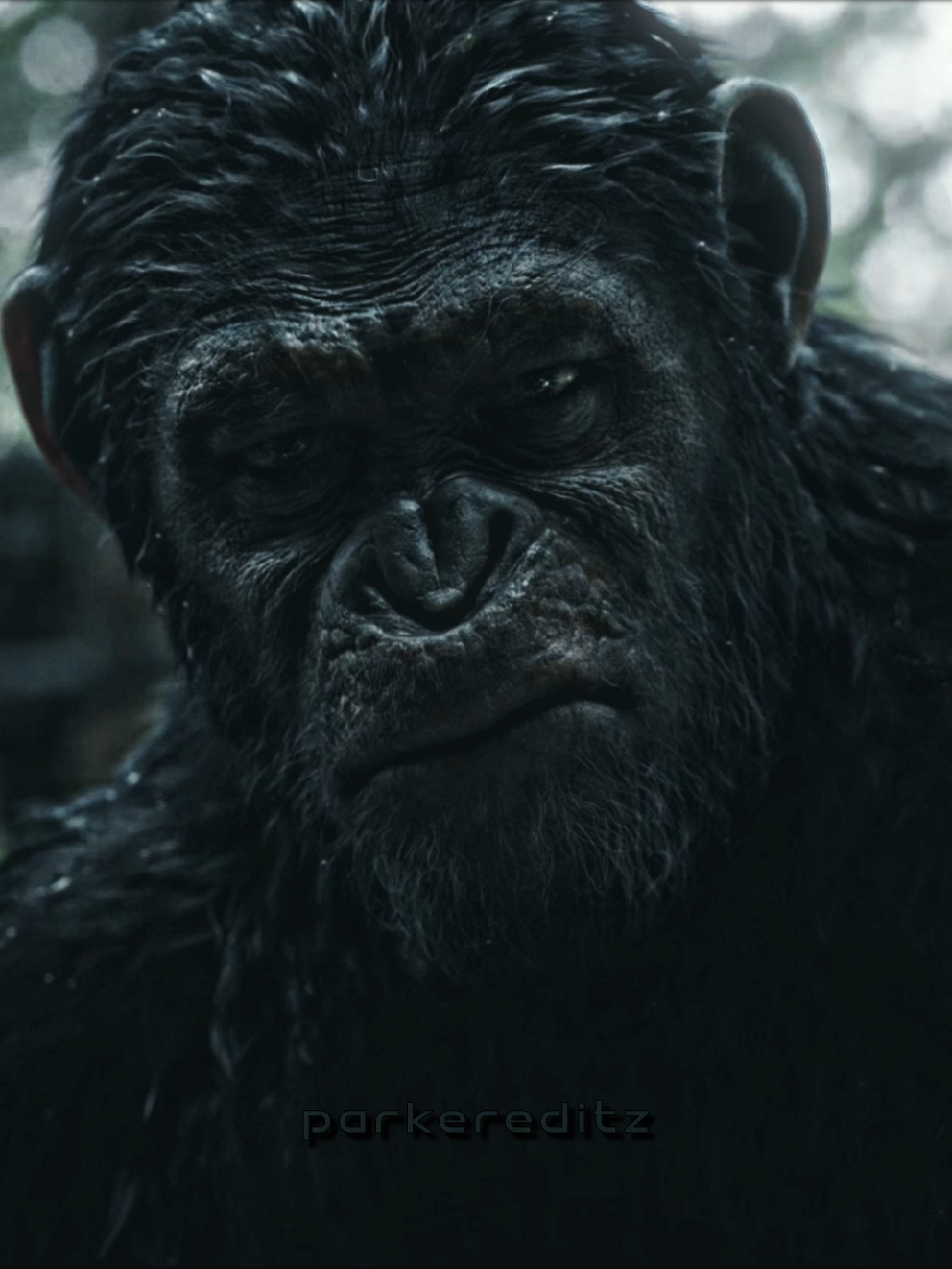 I hope the 4th film doesn't ruin this franchise // #planetoftheapes #caesar #andyserkis #edit #fy #fyp