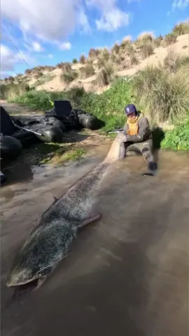 Vaya bajada ha salido hoy 5 pezes más grande 232cm 🔥 @Adventerfishing  #catfish #siluro #sum #fishing #pesca #wedkarstwo #monsterfish #predatorfish #spinfishing #rivergishing #deporte #sports 