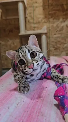 Get it, Rue! 🐾 He may be little, but this rescued Asian Leopard Cat has BIG energy! 🙌 To learn more about Rue and his story, click the link in our bio 🔗 #asianleopardcat #leopardcat #leopardcats #asianleopardcats #alc #f1bengal #bengalcat #rescuecat #animalsanctuary #playfulcat #cattoys 