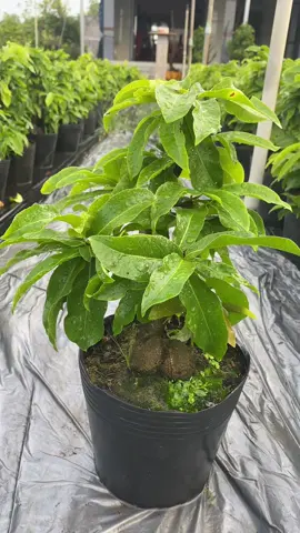 Nay mướt quá trời rồi ae ơi #xuhuongtiktokk #daothuduc #bonnsaimini #bentre71🌴🥥 #maivang 