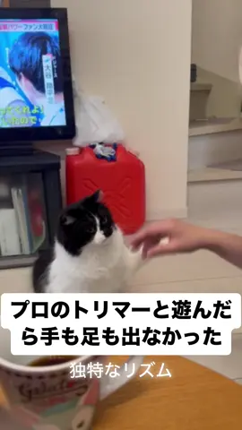 独特なリズムで魔法をかけるプロトリマー #独特なリズム#猫 #cat #イケメン猫 #猫のいる暮らし #かわいい猫 #ねこがいる生活 #保護猫 #おすすめ #猫と遊ぶ 
