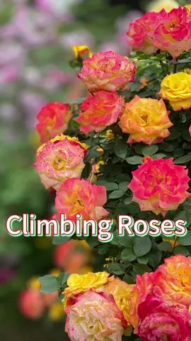 Climbing Roses Seeds🌹 #rose #climbingrose #flowergarden #growyourown #gardening #flowerpower #natureathome #roselover 