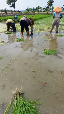 #panasse koyok ngene#larangudan #tayubtuban #berandatiktok #viralvideo #fyp 