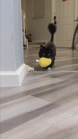 cat life. #catbringsgifts 