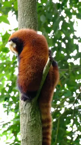 Red panda resting on the tree. #redpanda #かわいい #fyp #adorable #asmr 