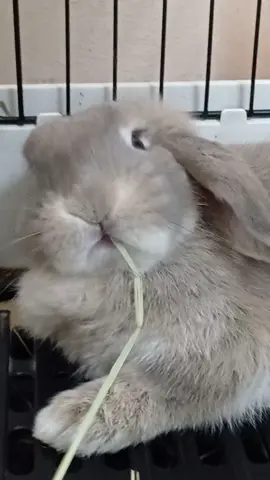 #นิ่งเป็นหลับขยับเป็นแดก  #กระต่ายน้อย  #กระต่ายฮอลแลนด์ลอป  #กระต่ายหูตก  #สัตว์เลี้ยงtiktok  #น้องปาร์ตี้ 